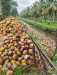 Bandingkan dengan Sawit, Petani Inhil Tagih Pemerintah Soal Standarisasi Harga Kelapa