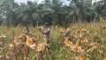 Dukung Ketahanan Pangan Nasional, Kapolsek Sabak Auh Cek Langsung Jagung Pipil Siap Panen