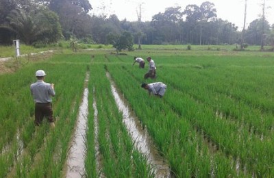 52lahan-sawah-rohul